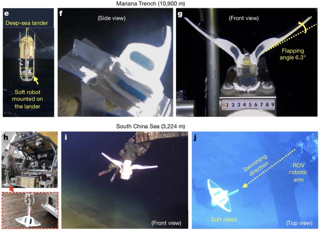 在马里亚纳海沟驱动！浙大等团队软体机器鱼登《自然》封面