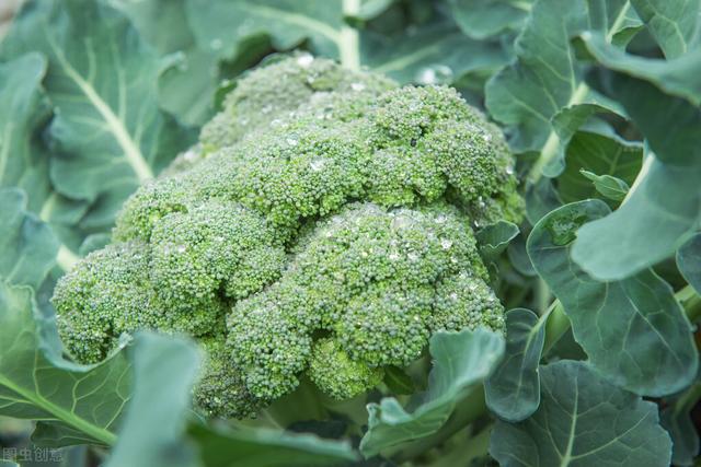 “蔬菜皇冠”西兰花的产业难题和应对措施