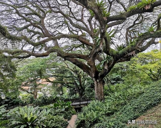 新加坡，全球著名的花园城市，承载着新加坡人集体回忆的那些树木