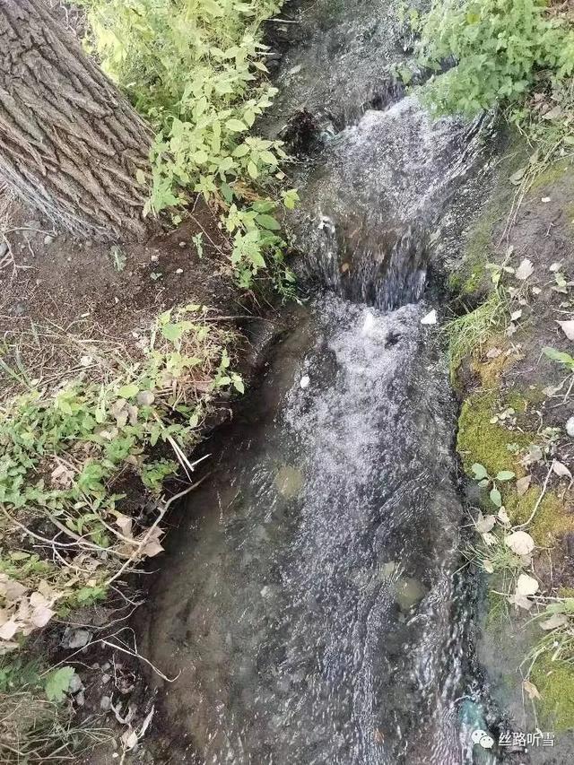 【兵团儿女】何静梅||高高山上一眼泉——
