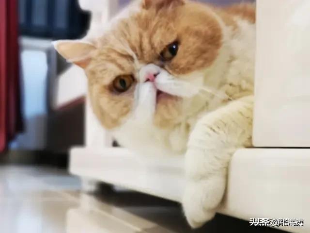 小猫咪能有什么坏心思呢？看看头条的千猫百乖（图多慎点）