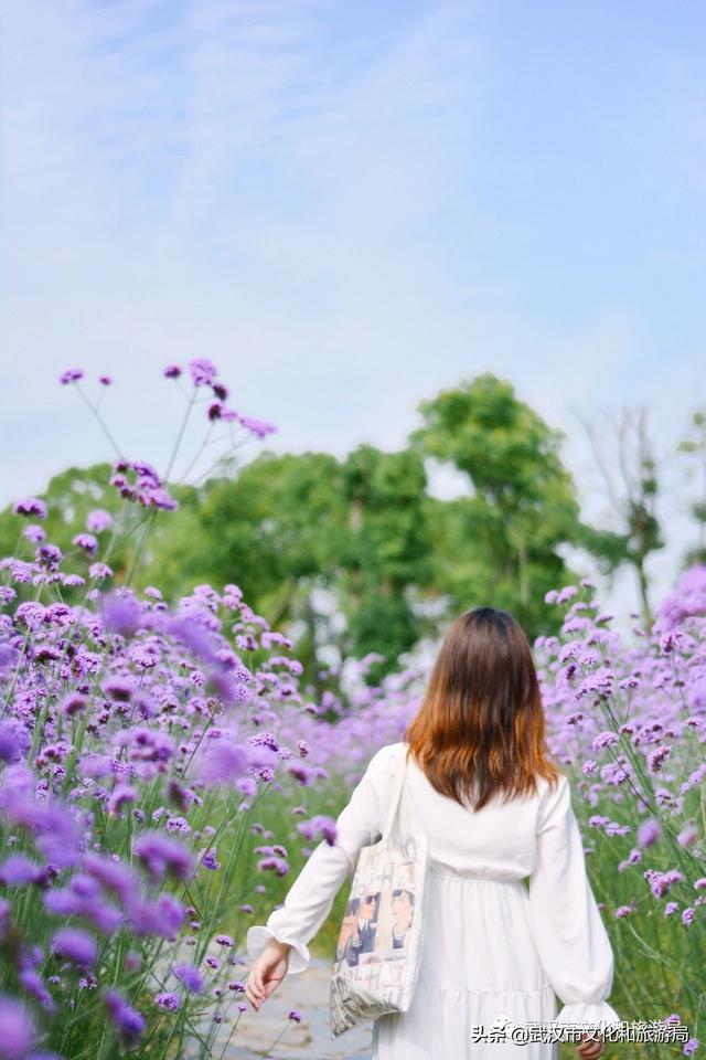 重磅！十大赏樱点，百大赏花地，365天看不够武汉新花城！