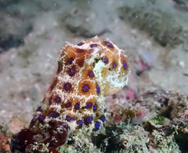 新加坡南部海岛惊现海洋毒王蓝环章鱼，毒性是眼镜蛇的50倍