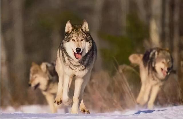 德纳：中美2+2会谈的点评及未来美国对华策略分析，转折点已来