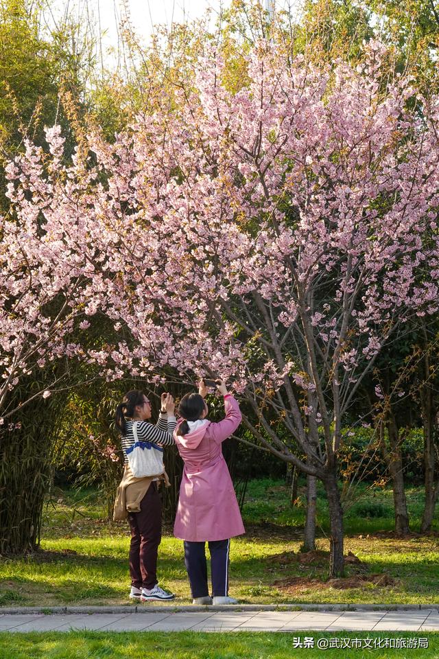 重磅！十大赏樱点，百大赏花地，365天看不够武汉新花城！