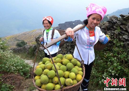 桂林成为罗汉果世界最大出口基地 产品出口美国欧盟和日韩