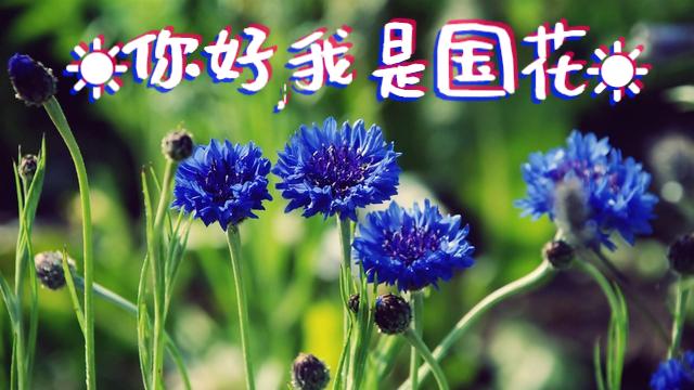 识花 | 各国国花里的文化（一）