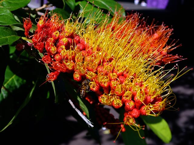 花木春秋54：圆叶风车子，花团如红锥，蕊灿若金丝。身世成谜