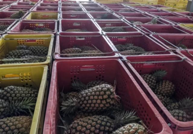 日本能救命？苏贞昌：将把对日菠萝出口从去年的2100吨提高到5000吨