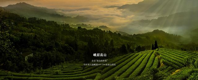 代表中国茶入选"全球十大高端名茶"，竹叶青靠的是什么？