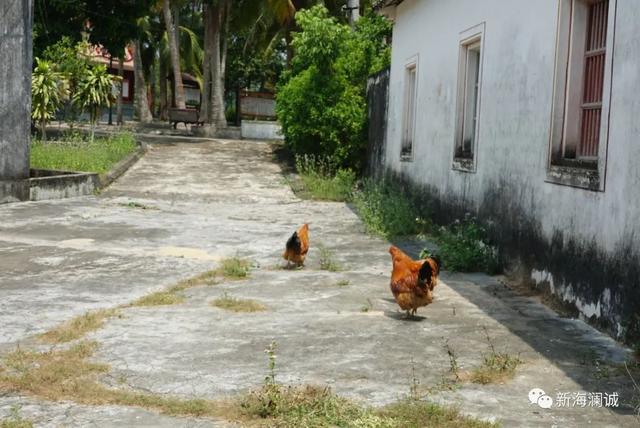 凤凰花开季走入加美村