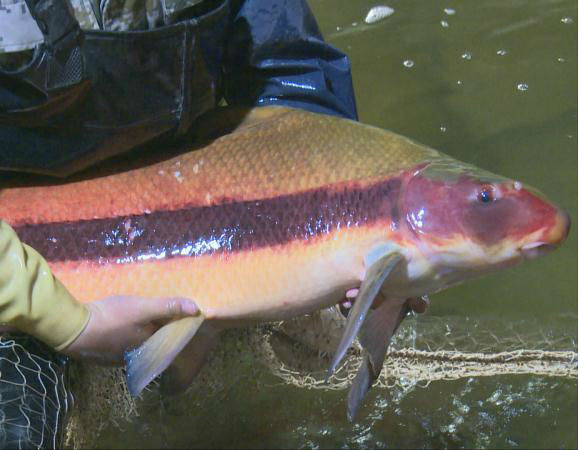 长江的“警戒线”：23.1万渔民，为何救不了一条胭脂鱼？