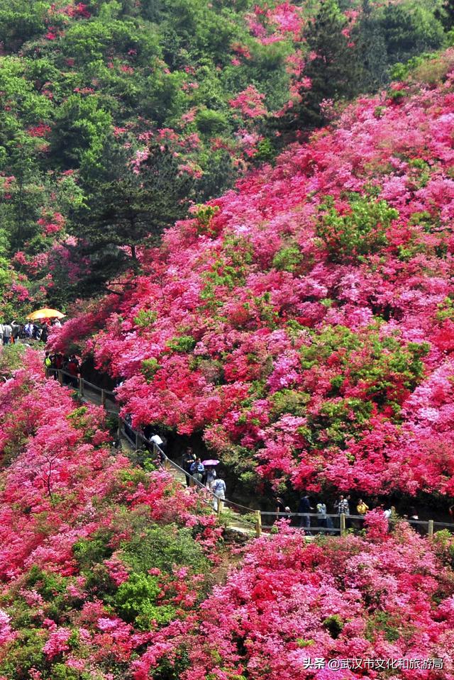 重磅！十大赏樱点，百大赏花地，365天看不够武汉新花城！