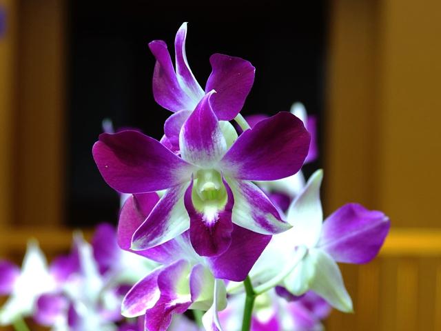 花木春秋35：蝴蝶石斛｜改革开放后引进。又称泰国兰，假蝴蝶兰