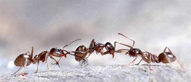 红火蚁危险在哪为何如此凶猛顽强？这都拜南美老家数十种天敌所赐