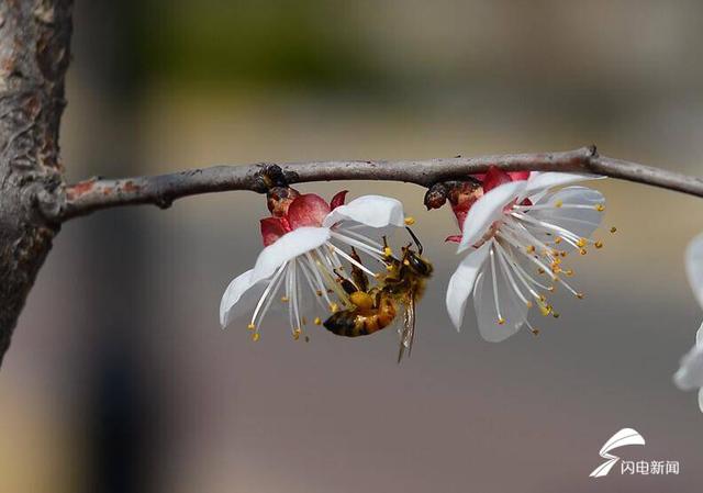 夜读｜马行如疾轮，十里去寻春