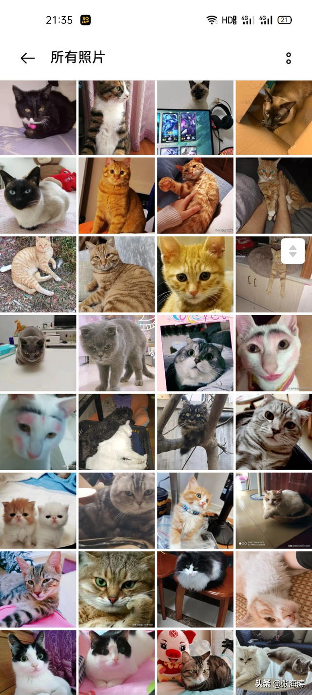 小猫咪能有什么坏心思呢？看看头条的千猫百乖（图多慎点）