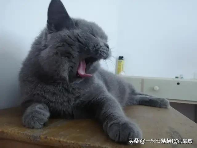 小猫咪能有什么坏心思呢？看看头条的千猫百乖（图多慎点）