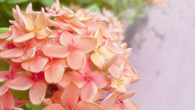 众多初中毕业生为何会扎堆留学新加坡？