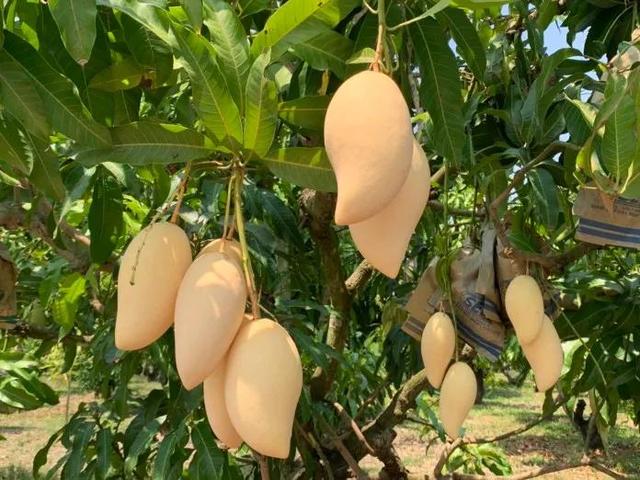 FAT助力泰国芒果和柚子扩大出口，中国是主要市场