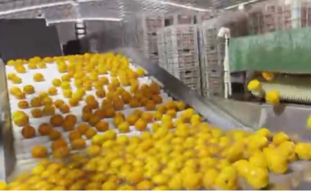 沃柑泡药后两月不烂？果农从来不吃？当地回应