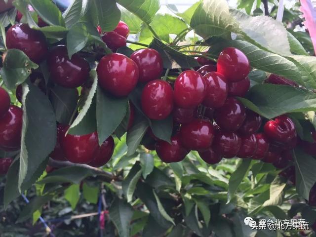 硅——植物的铠甲