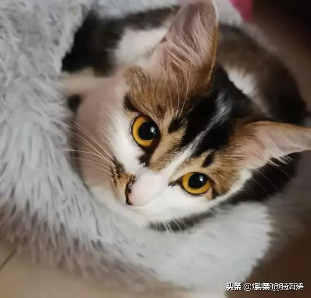 小猫咪能有什么坏心思呢？看看头条的千猫百乖（图多慎点）