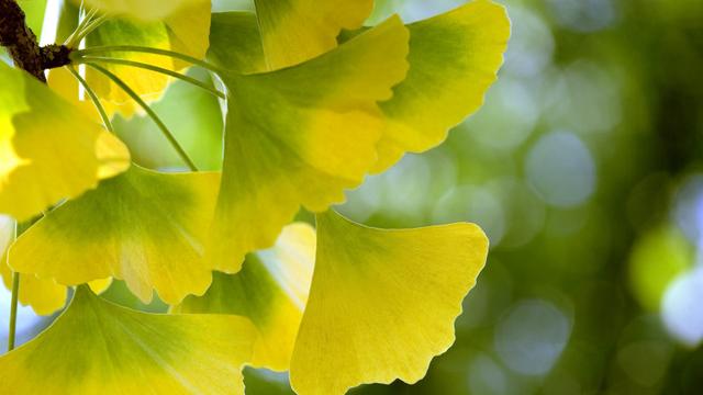 银杏叶有助于追踪气候变化