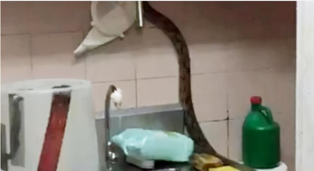 蟒蛇“偷”面包、“猫咪偷”口罩，新加坡动物还真“贼”