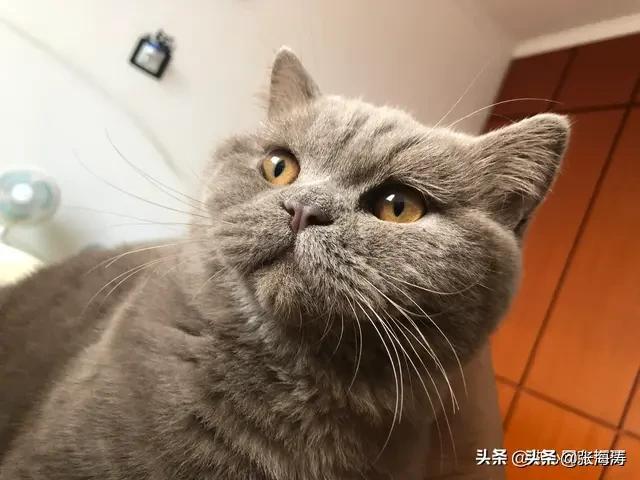 小猫咪能有什么坏心思呢？看看头条的千猫百乖（图多慎点）