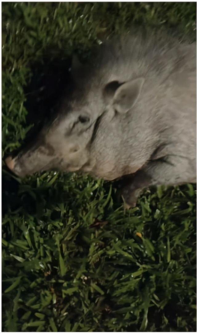 太魔性！新加坡大神居然把野猪当宠物？还公主拍哄其睡觉？