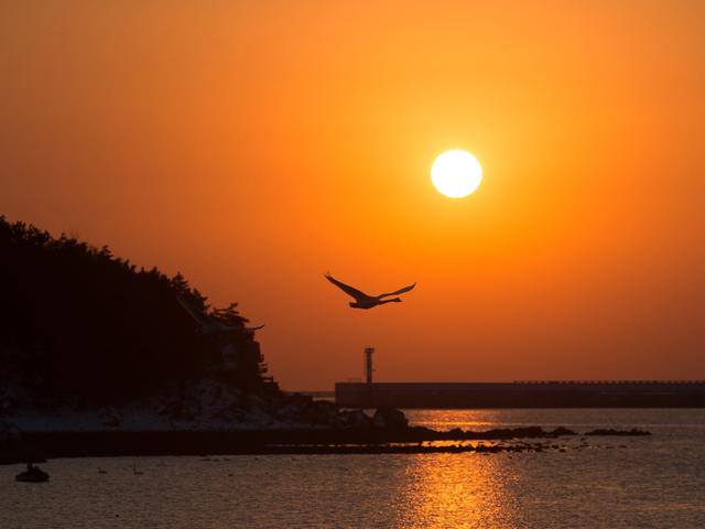 随鸟飘向彼岸