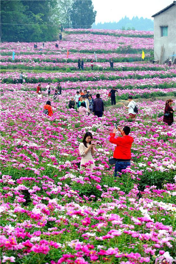 花为媒 四川中江芍药带动乡村振兴