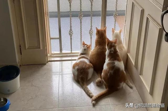 明明只领养了一只猫，却得到了五只一模一样的猫