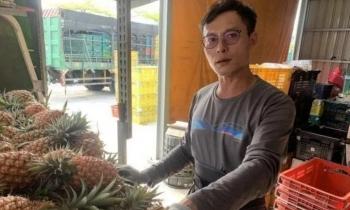 产季到了，台湾菠萝收购价腰斩，几近崩盘
