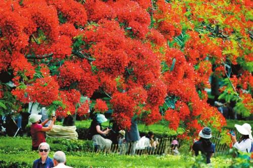 绿水青山南海畔 四季花开笑颜红