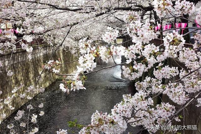 日剧之路 东京都内最经典的4个“外景拍摄地”旅游好去处