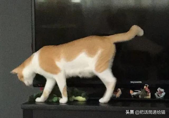 明明只领养了一只猫，却得到了五只一模一样的猫