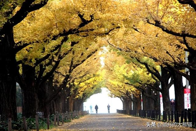 日剧之路 东京都内最经典的4个“外景拍摄地”旅游好去处