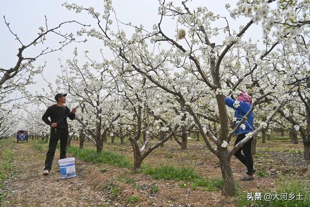 农村夫妇种20亩梨树，花开时节忙着授粉：一年挣10万全靠它了