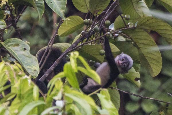 树上的印尼叶猴幼崽