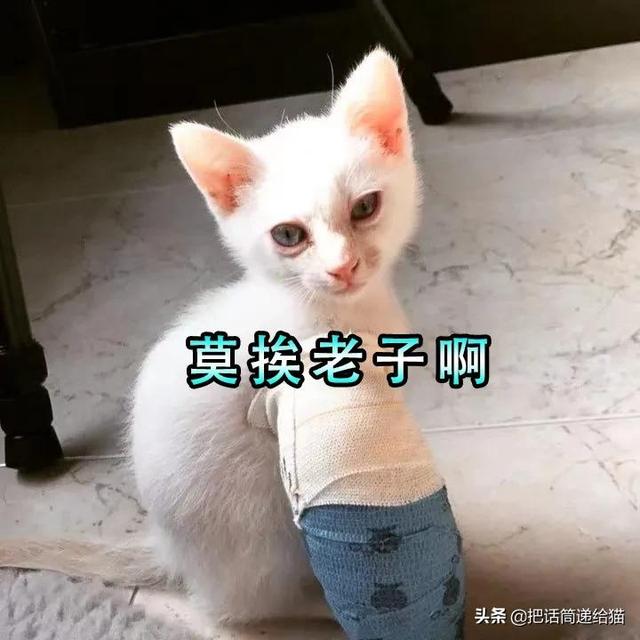 明明只领养了一只猫，却得到了五只一模一样的猫