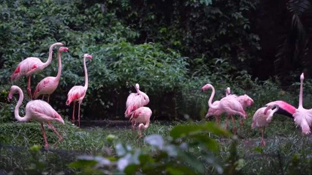 记者​Vlog丨新加坡野生动物之夜 快和它们来一场亲密接触吧