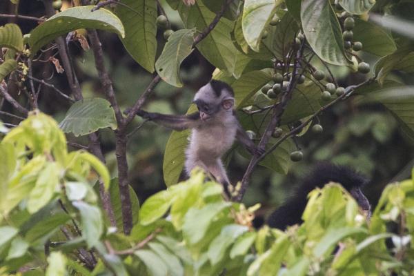 树上的印尼叶猴幼崽