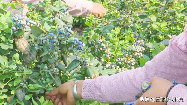澄江蓝莓大量上市