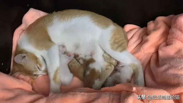 明明只领养了一只猫，却得到了五只一模一样的猫