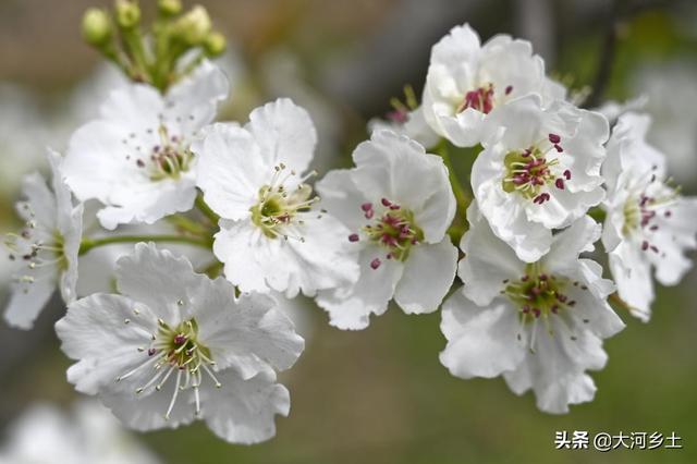 农村夫妇种20亩梨树，花开时节忙着授粉：一年挣10万全靠它了