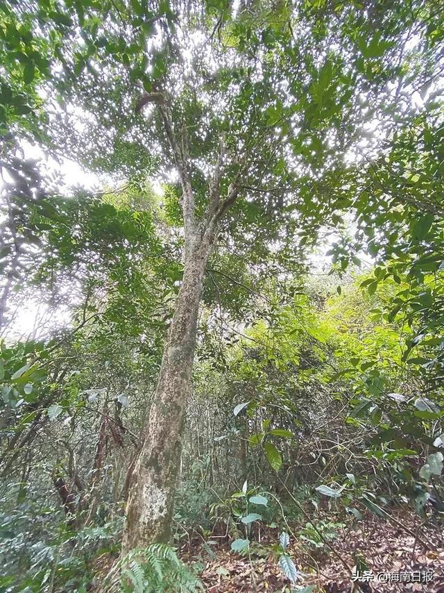 慢读丨回味千年海南茶