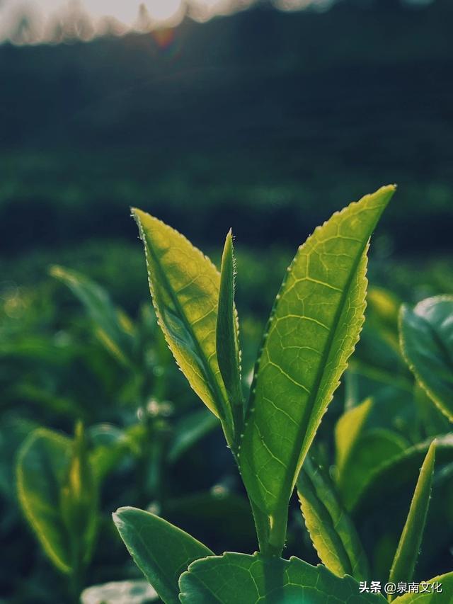 禅茶一味：泉州茶业与禅茶诗