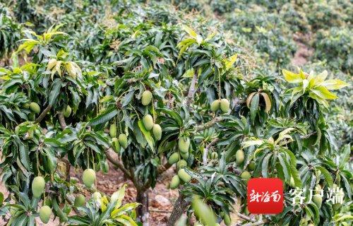 三亚芒果日出岛量突破6700吨 远销加拿大等海外市场